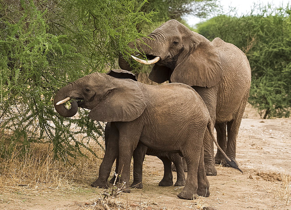 Young elephants and their mother (Loxondonta africana) eating acacia leaves in Tarangire National Park Tanzania, East Africa, Africa