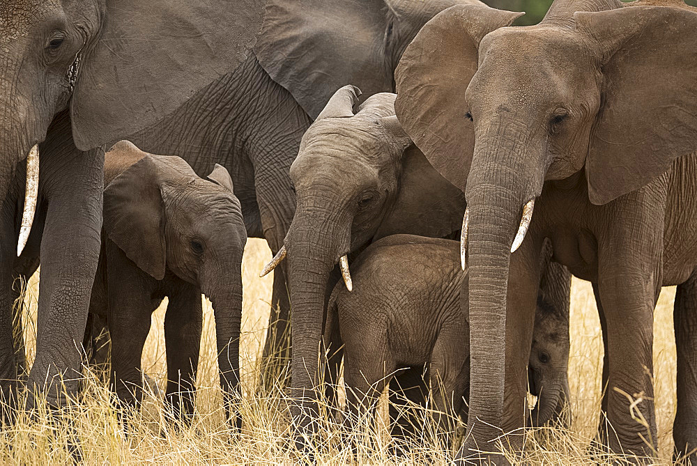 A family of elephants (Loxondonta africana) huddled together with their young in Tarangire National Park, Tanzania, East Africa, Africa