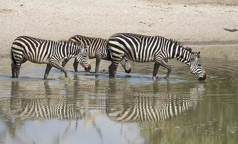 Burchells zebras (Equus burchelli) drinking at a water hole in the Tarangire National Park, Manyara Region, Tanzania, East Africa, Africa