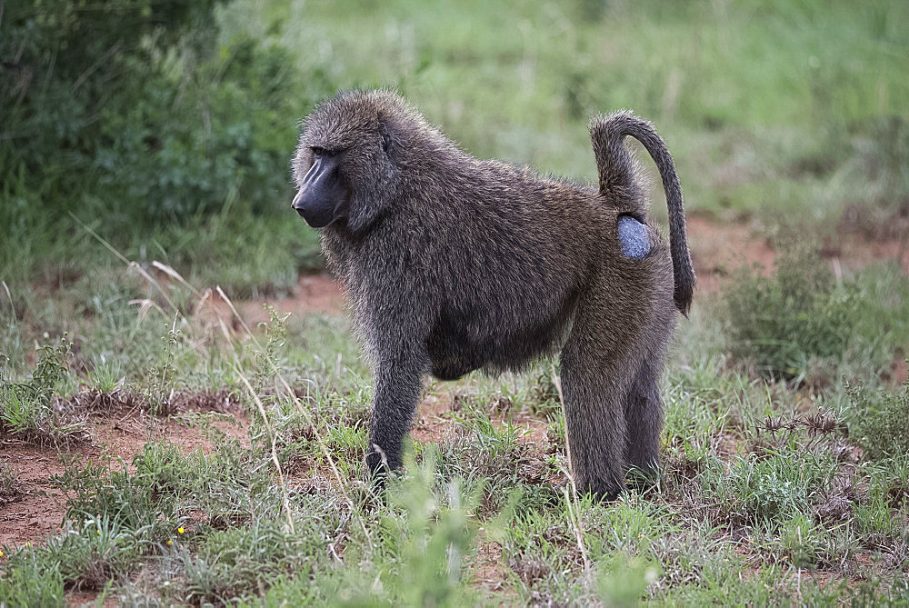 A baboon in Serengeti National Park, Tanzania, East Africa, Africa