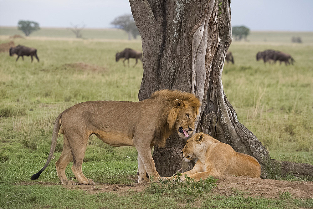 A male lion wooing a female (Panthera leo) before mating in Serengeti National Park, UNESCO World Heritage Site, Tanzania, East Africa, Africa