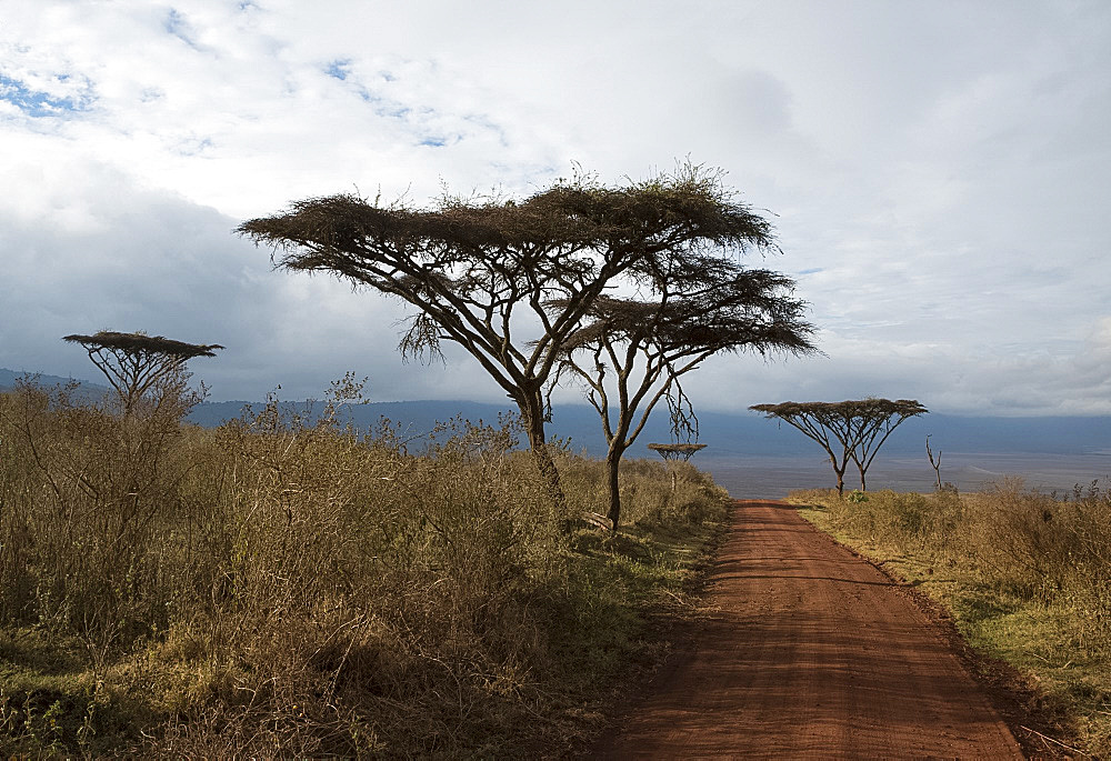 Flat top acacia trees (Vachellia abyssinica) along a road leading to the Ngorongoro Crater, Tanzania, East Africa, Africa