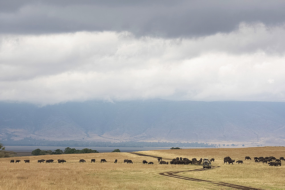 Water buffalo around a safari vehicle in the Ngorongoro Crater, UNESCO World Heritage Site, Tanzania, East Africa, Africa