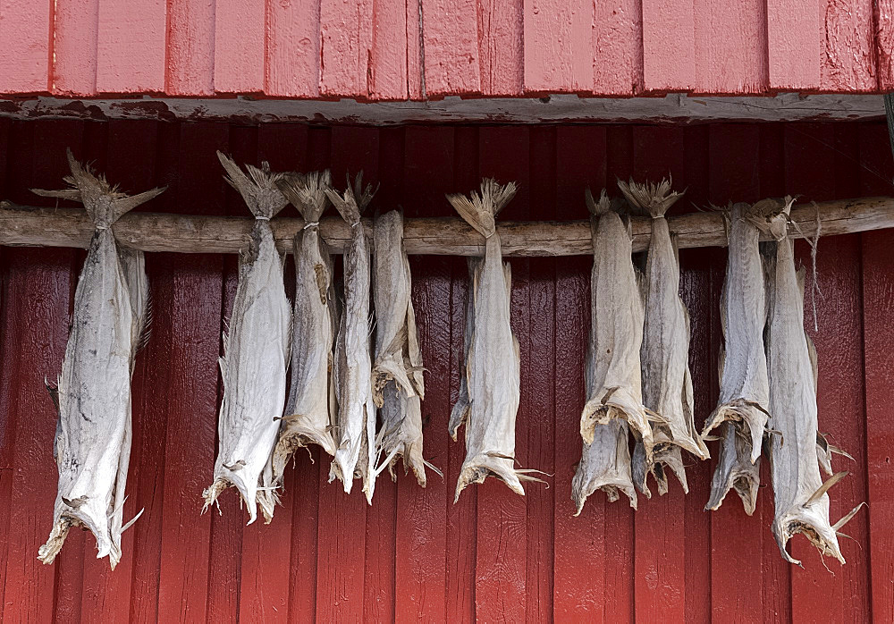 Cod drying on a wooden pole in Reine, Moskenesoy, the Lofoten Islands, Norway, Europe