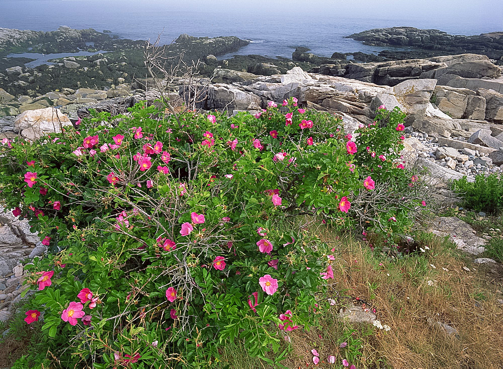 Wild roses with rocks on coastline in the background on Mount Desert Island, Acadia National Park, Maine, New England, United States of America, North America