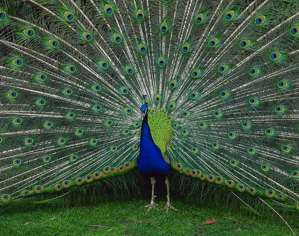 Male peacock courtship display