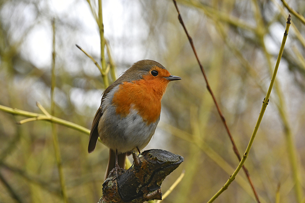 European Robin, United Kingdom, Europe