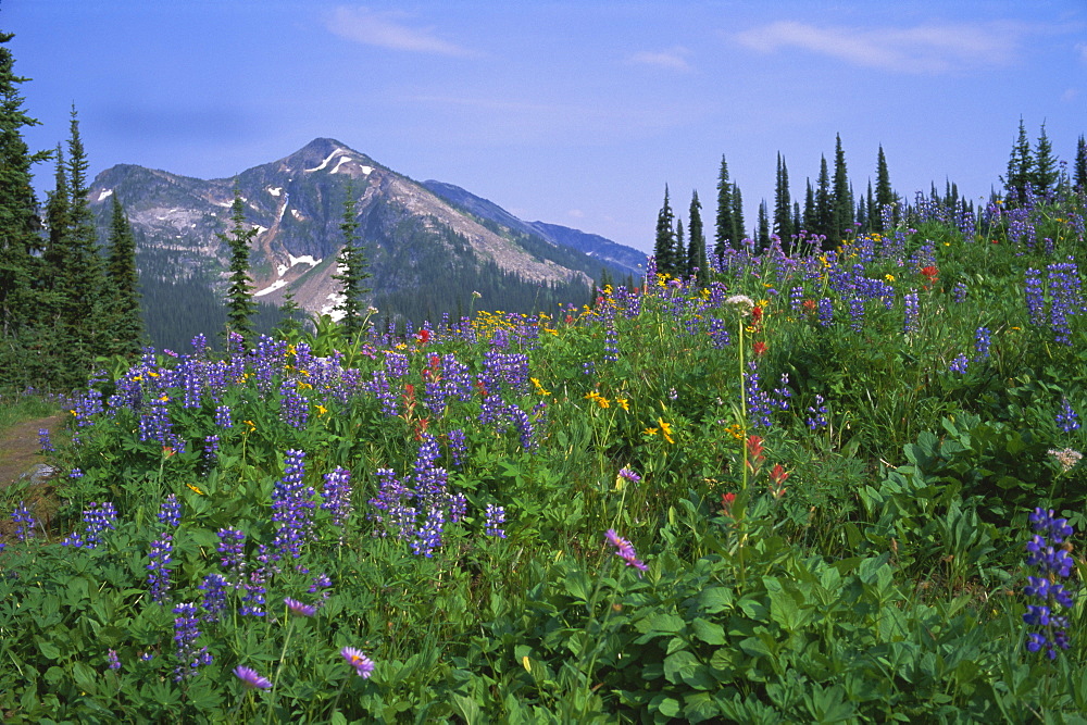 Flower meadow, Mount Revelstoke National Park, Rocky Mountains, British Columbia (B.C.), Canada, North America