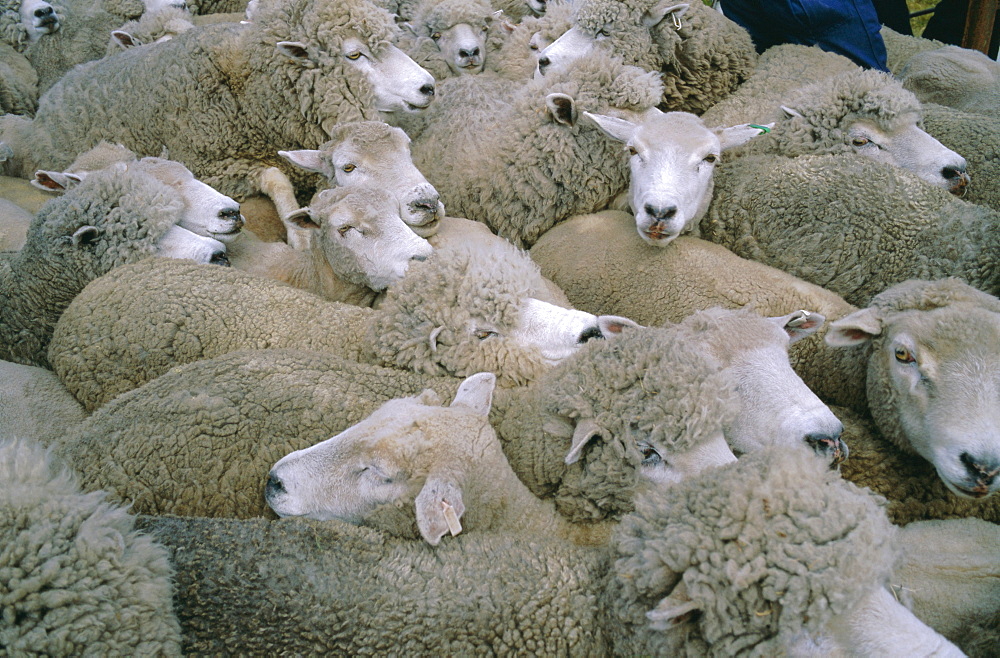 Sheep, Falkland Islands, South America