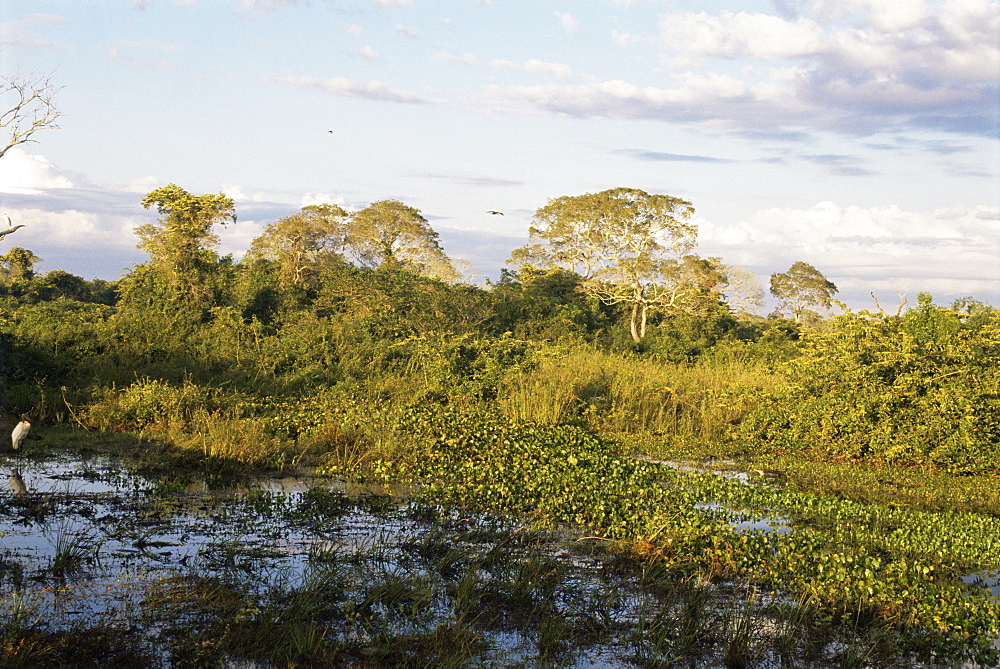 Matto Grosso, Pantenal, Brazil, South America