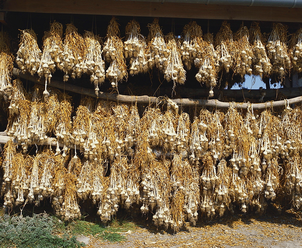 Bunches of Garlic Hanging in a Barn, Britanny, France