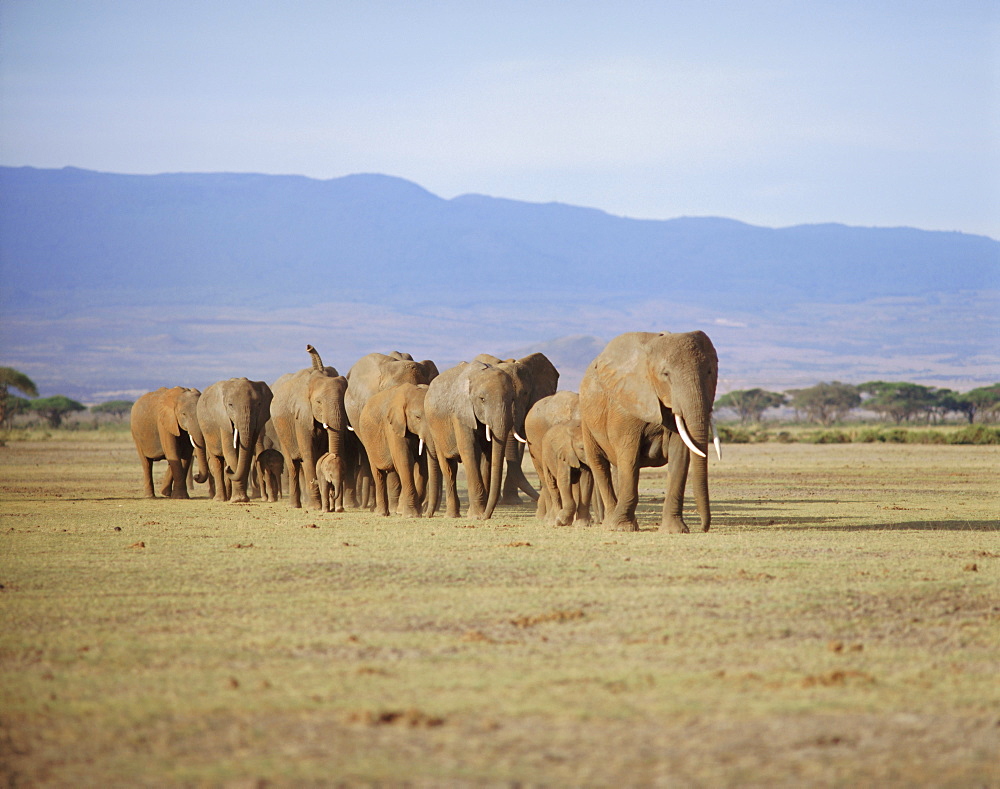 A group of elephants including young, Amboseli National Park, Kenya