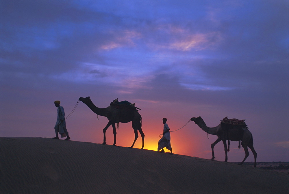 Camels silhouetted against the sunset, Thar Desert, near Jaisalmer, Rajasthan State, India, Asia