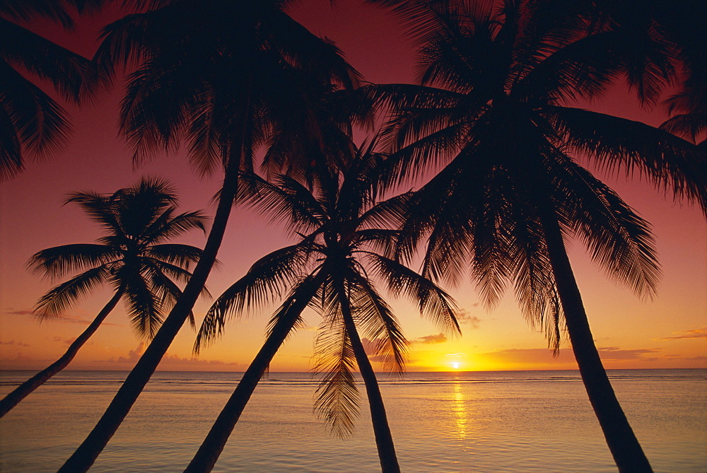 Palm tree silhouettes at Pigeon Point, Tobago, Trinidad and Tobago, West Indies, Caribbean, Central America