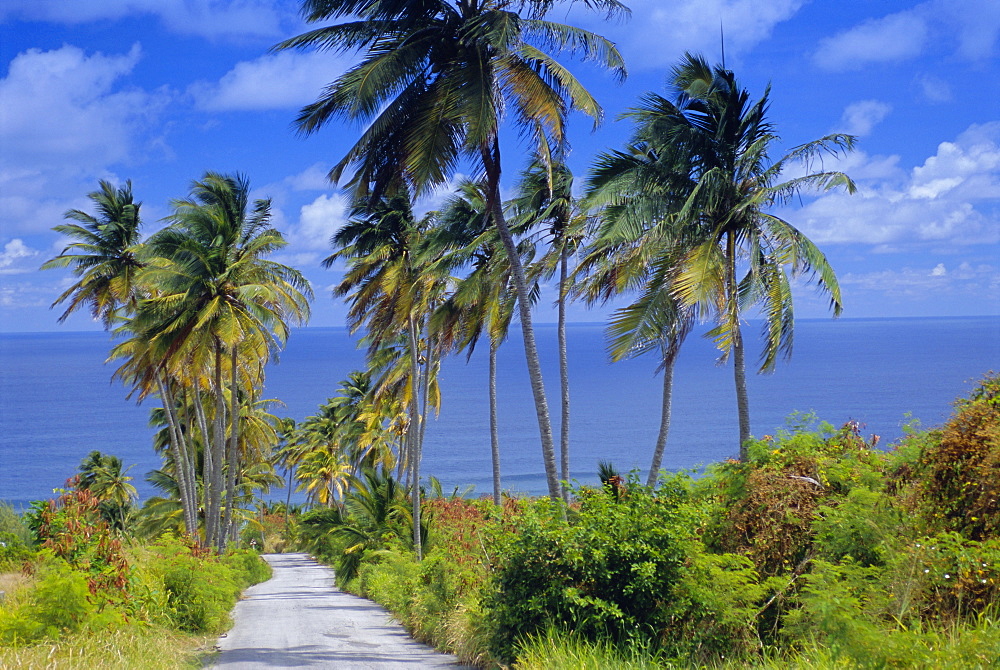 Palm lined road to Bathsheba, Barbados, West Indies, Caribbean, Central America