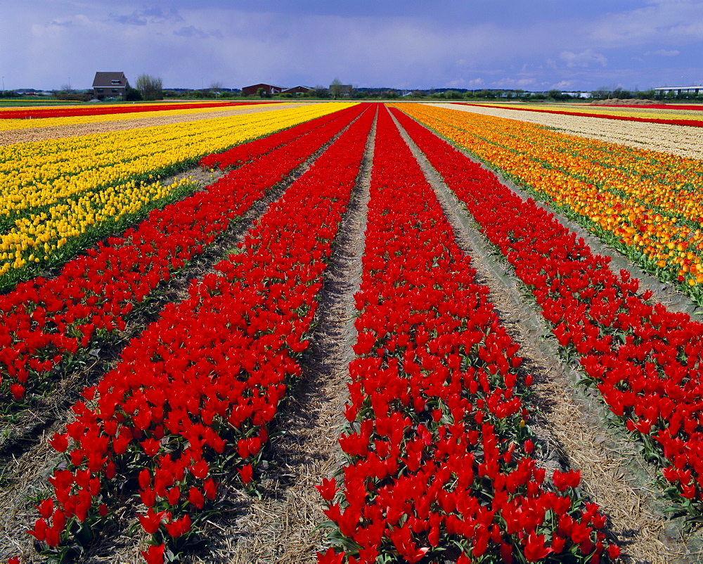 Tulip fields, Nordwejkerhout, Holland (The Netherlands), Europe