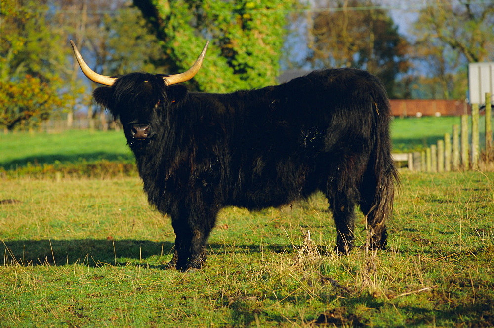 Highland cattle, Scotland, UK, Europe