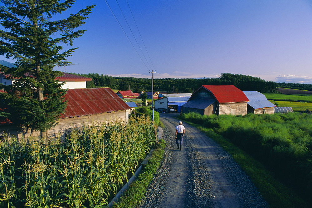 Farm near Asahikawa, Hokkaido, Japan, Asia