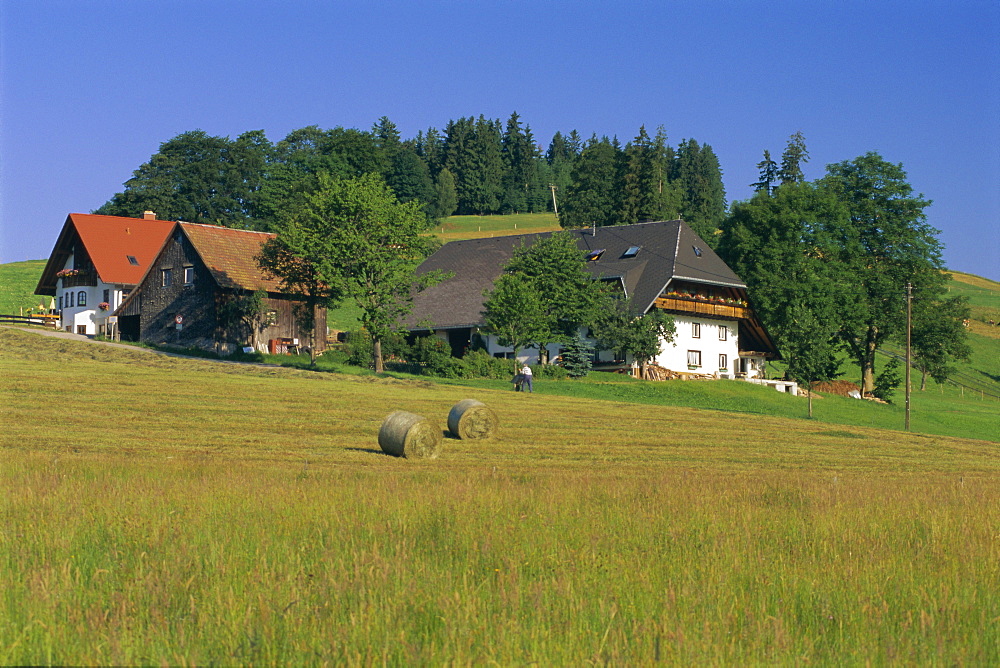 Scene in the Black Forest (Schwarzwald), Baden Wurttemberg, Germany, Europe