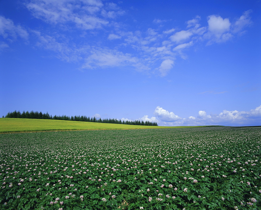 Potato and wheat fields near Furano, Hokkaido Island, Japan, Asia