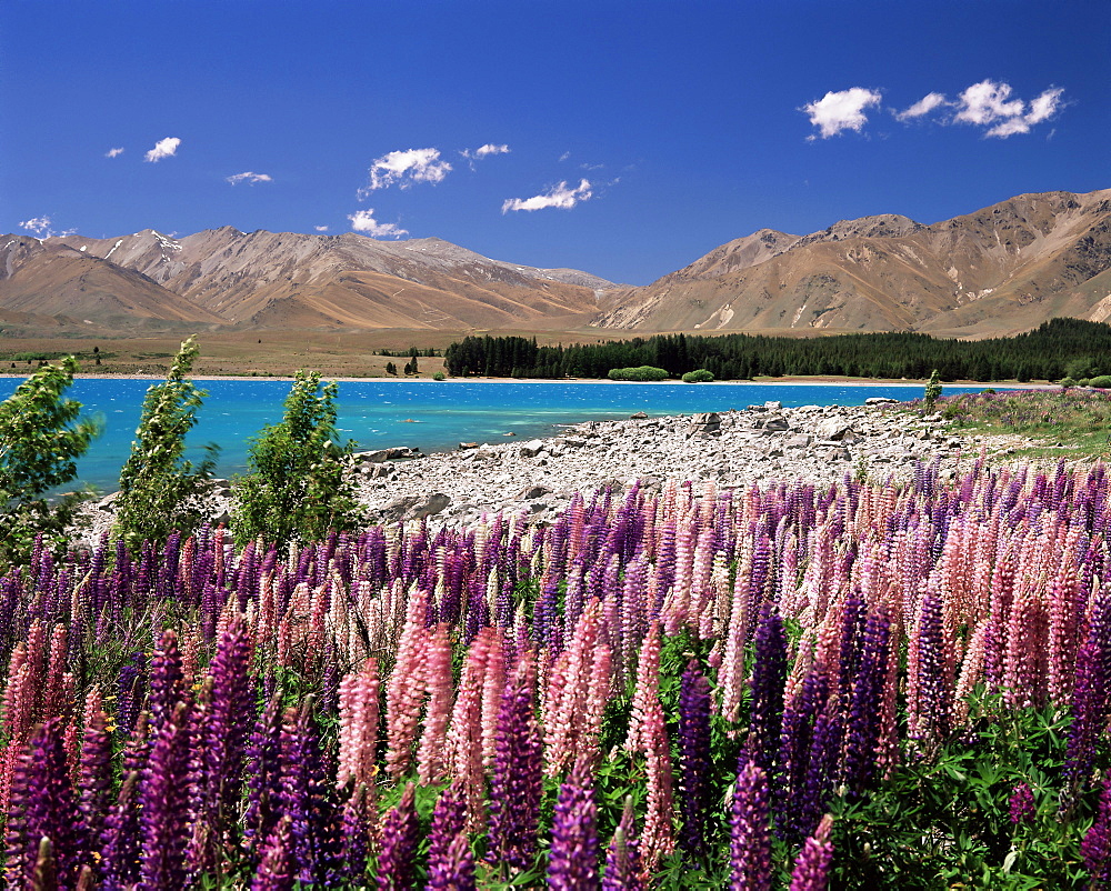 Wild lupin flowers (Lupinus) beside Lake Tekapo, Mackenzie Country, South Canterbury, Canterbury, South Island, New Zealand, Pacific