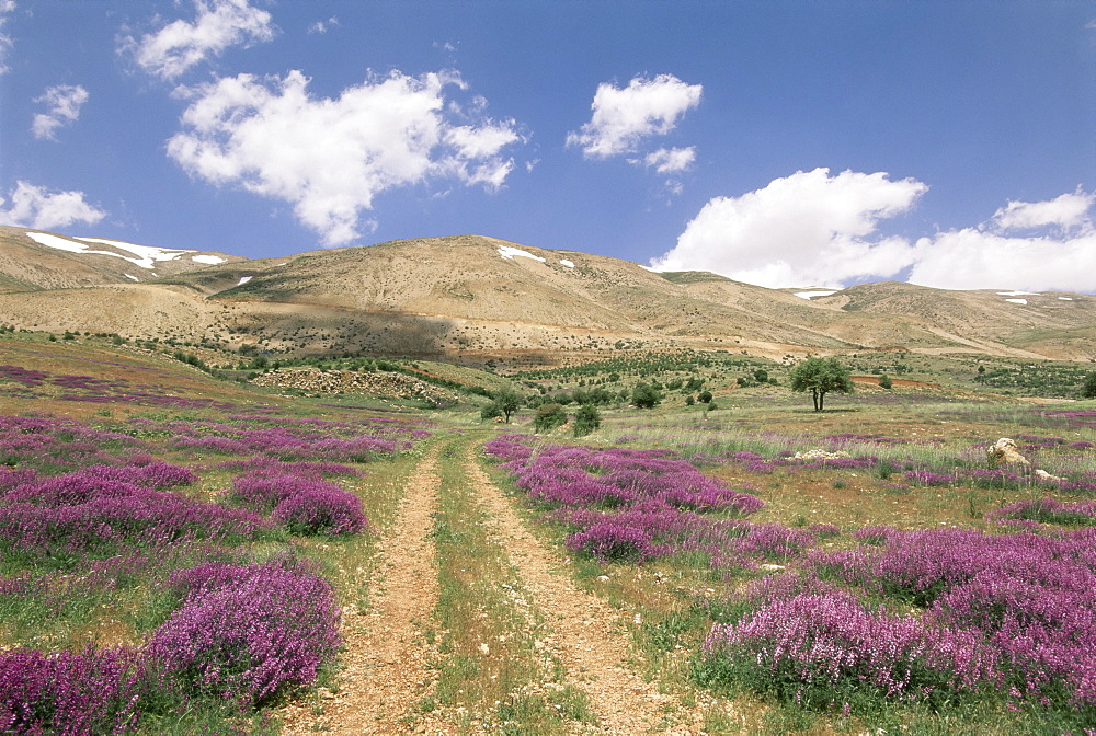 Lavender and spring flowers on the road from the Bekaa Valley to the Mount Lebanon range, Lebanon, Middle East