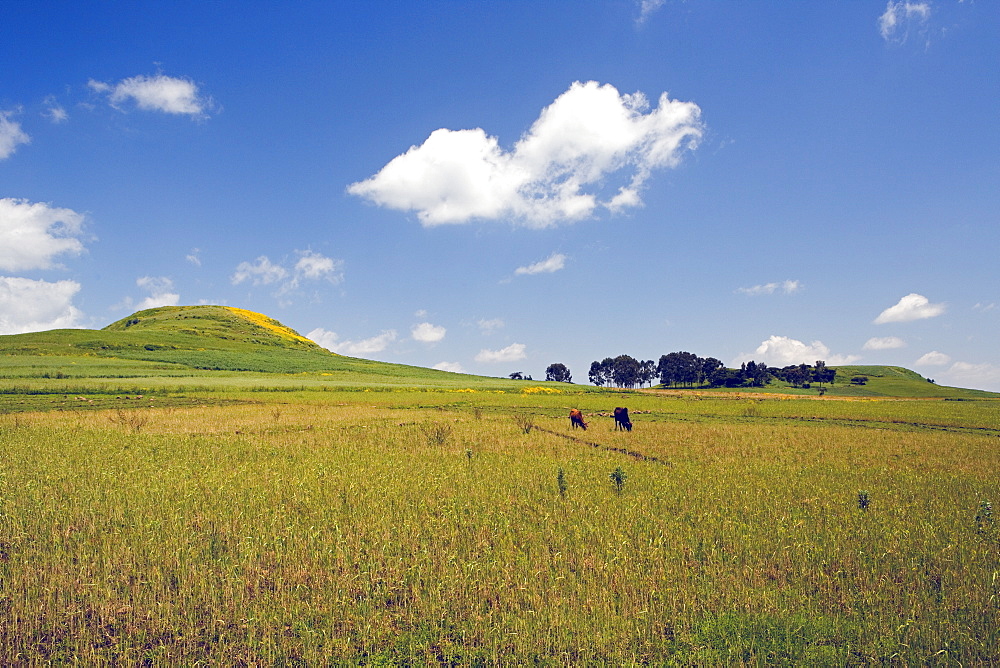 Fertile countryside and yellow Meskel flowers after the rains, Lush, The Ethiopian Highlands, Ethiopia, Africa