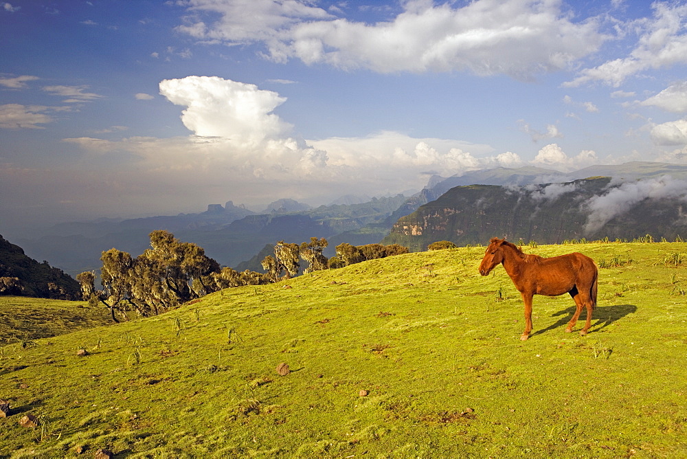 View looking towards the Nortern Escarpment near Sankaber, UNESCO World Heritage Site, Simien Mountains National Park, Ethiopia, Africa