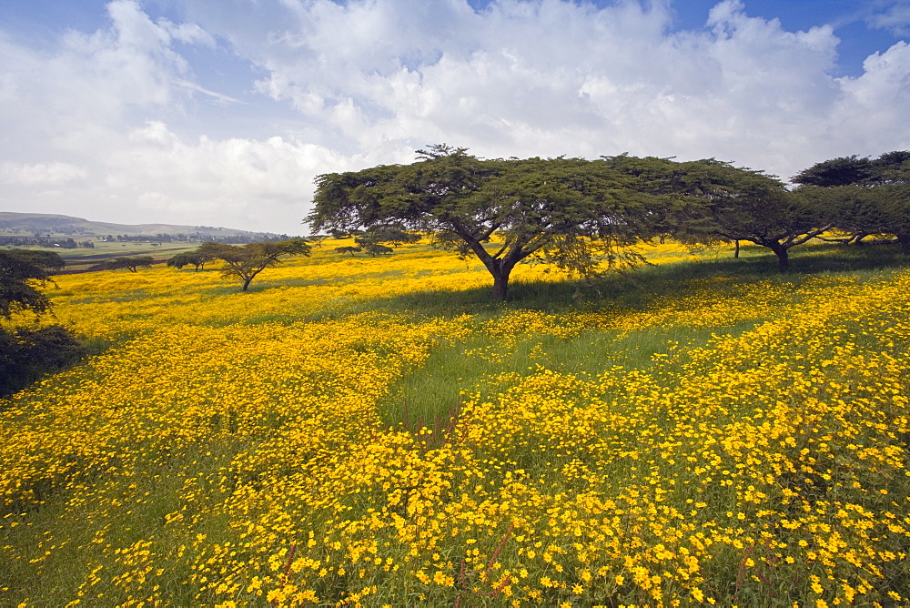 Acacia tree and yellow Meskel flowers in bloom after the rains, Green fertile fields, Ethiopian Highlands near the Simien mountains and Gonder, Ethiopia, Africa