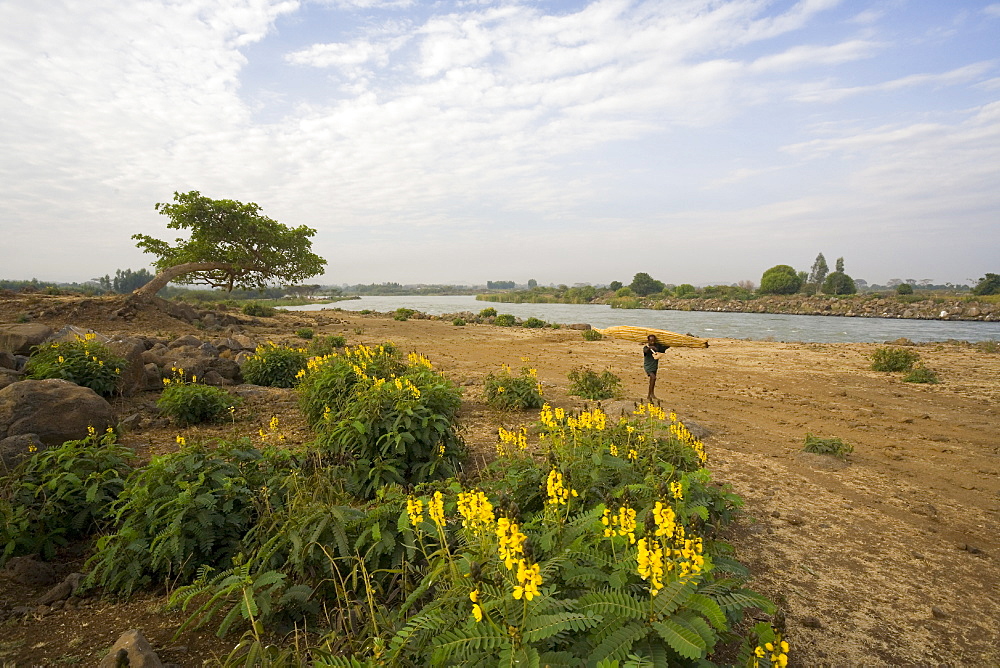 The famous outlet of the Blue Nile into Lake Tana, local man carrying a tankwa (open-ended papyrus canoe), Lake Tana, Bahir Dar, Gondar region, Ethiopia, Africa