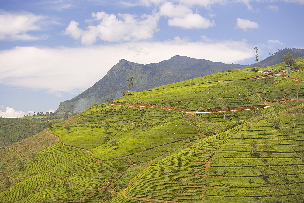 Tea estates in the Tea Hills, near Nuwara Eliya, Hill Country, Sri Lanka, Asia