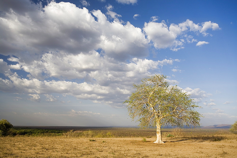 Lone tree in the landscape near the Omo river in southern Ethiopia, Ethiopia, Africa