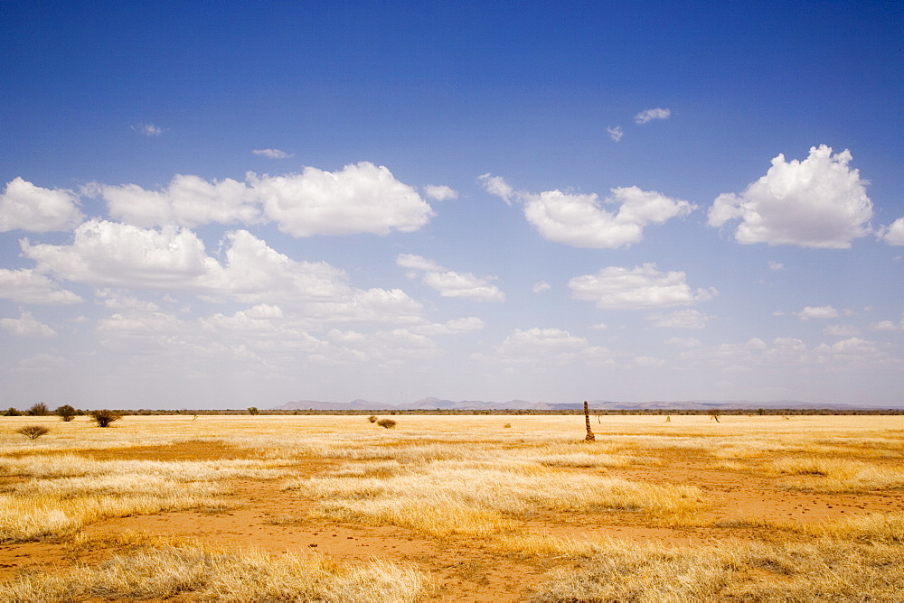 Typical landscape with termite mounds, Lower Omo Valley, Ethiopia, Africa