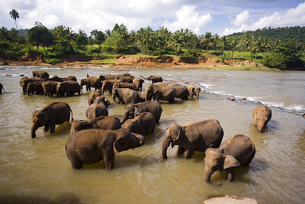 Elephants bathing in the river, Pinnewala Elephant Orphanage near Kegalle, Hill Country, Sri Lanka, Asia