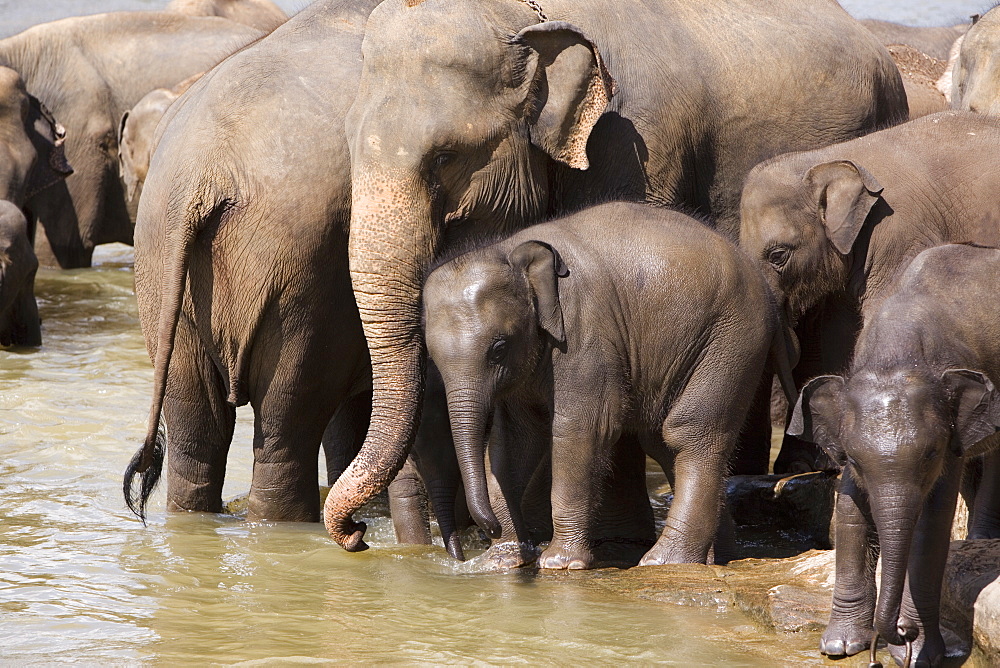 Elephants bathing in the river, Pinnewala Elephant Orphanage, near Kegalle, Hill Country, Sri Lanka, Asia