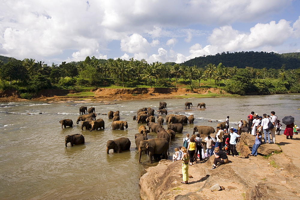 Pinnewala Elephant Orphanage near Kegalle, Hill Country, Sri Lanka, Asia