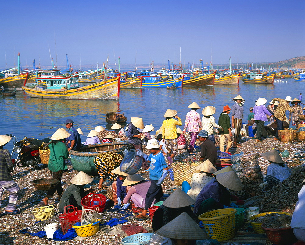 Village people collecting the morning catch from fishing boat fleet, Mui Ne, south-central coast, Vietnam, Indochina, Southeast Asia, Asia