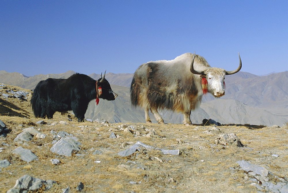 Two yaks in the mountains, Tibet, China