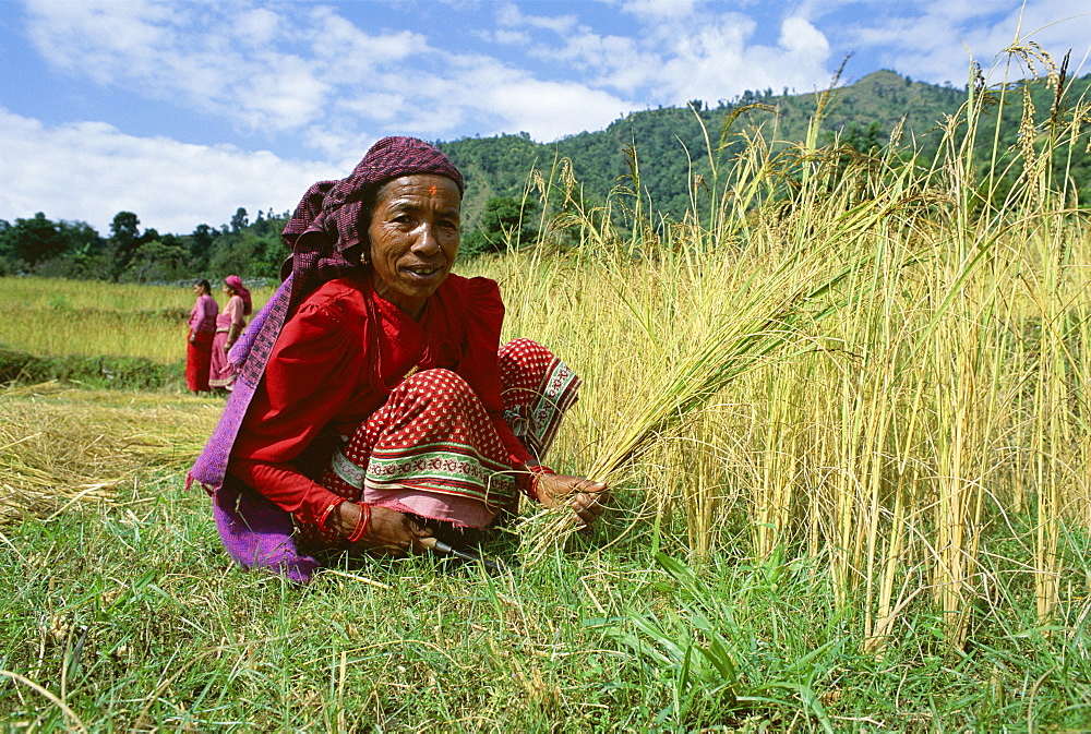 Harvesting rice, Annapurna Region, Nepal, Asia