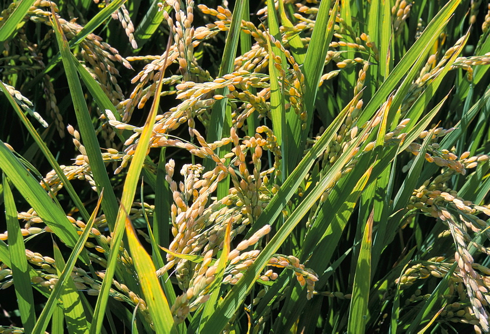 Close-up of rice ready for harvesting, Japan, Asia