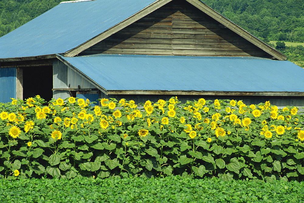 A line of sunflowers in front of a wooden farm building on Hokkaido, Japan, Asia