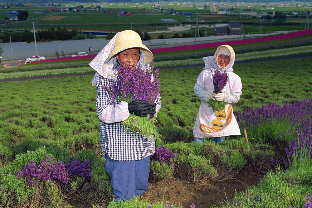 Portrait of women at work in lavender field, Furano, Hokkaido, Japan, Asia