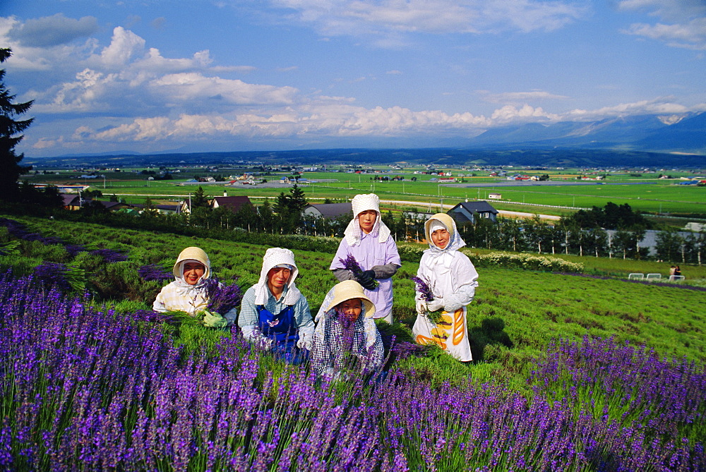 Lavender fields, Furano, Hokkaido, Japan