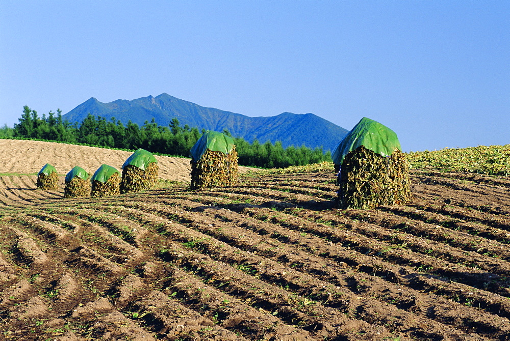 Drying beans, Hokkaido, Japan