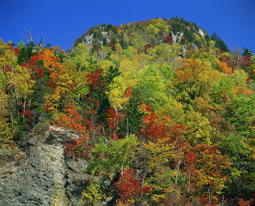 Trees in autumn colours on the island of Hokkaido, Japan, Asia