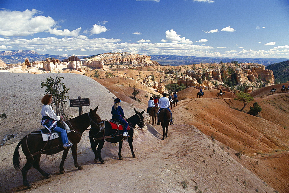 Mule trekking, Bryce Canyon National Park, Utah, United States of America (U.S.A.), North America