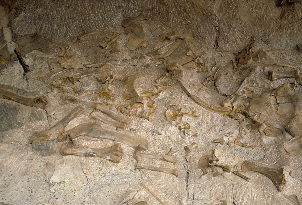 Fossil bones, Dinosaur National Monument, Quarry Site, Utah, United States of America, North America