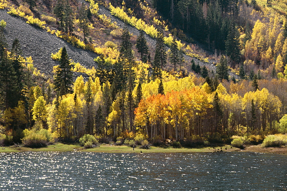 June Lake in the autumn, California, United States of America (U.S.A.), North America