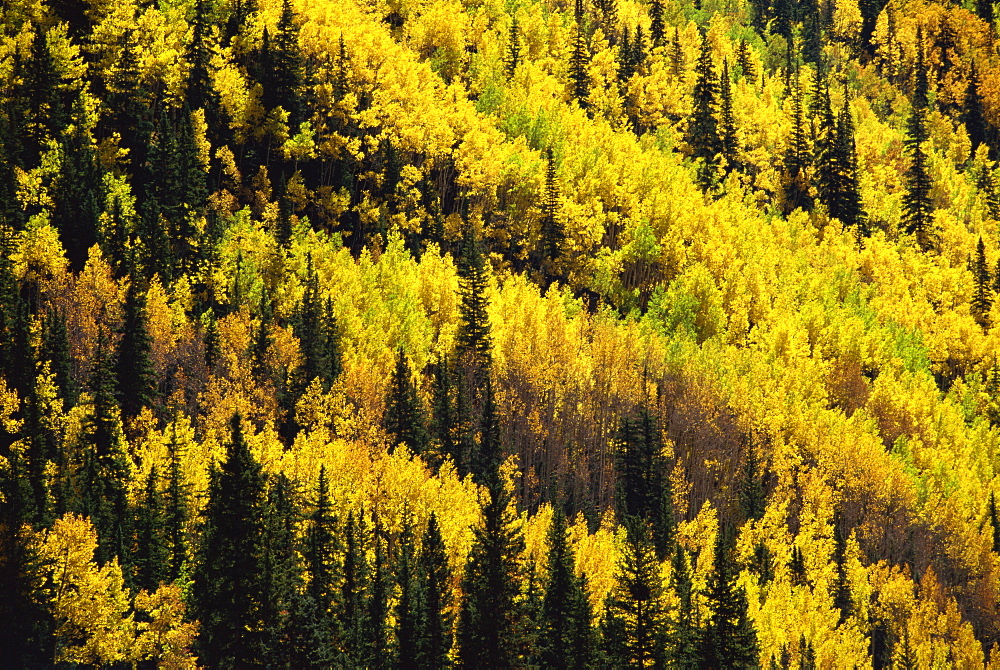 Fall foliage, near Silverton, Colorado, United States of America, North America