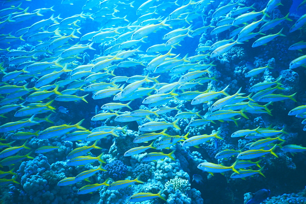 Yellow Goatfish, Mulloidichthys Martinicus, in the Red Sea, Hurgada, Egypt